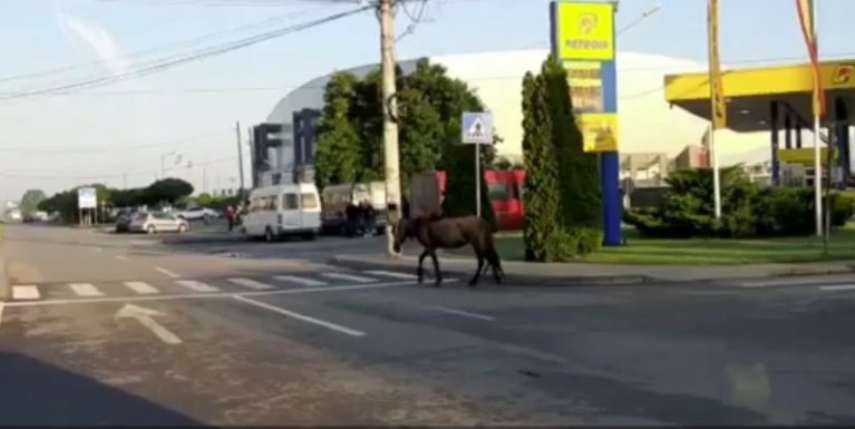 Békésen poroszkált egy gazdátlan ló szerdán Craiova utcáin