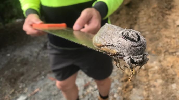 Gigászi lepkét fedeztek fel egy ausztráliai iskola szomszédságában