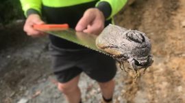 Gigászi lepkét fedeztek fel egy ausztráliai iskola szomszédságában