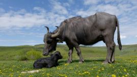 Erdély legjei – Kolozs megye: a mérai bivalymúzeum (VIDEÓ)