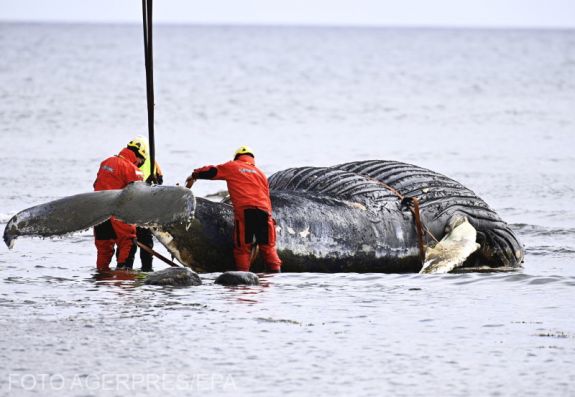 Tragikus fordulatot vett a Temzéből kimentett bálna sorsa