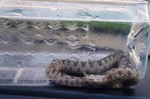 Vipera okozott pánikot egy orsovai közintézményben