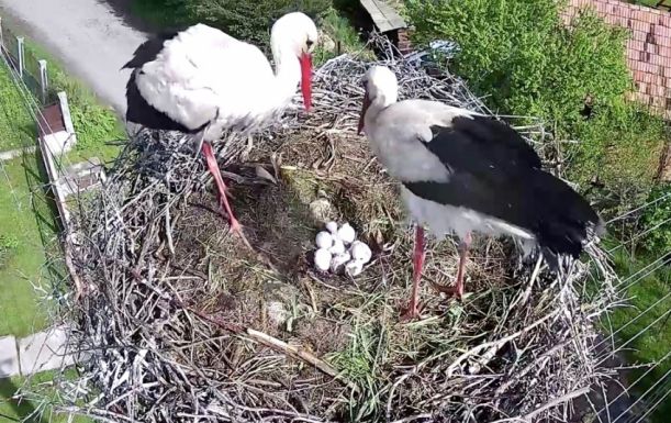 Kikelt az első két gólyafióka a magyarfenesi fészekben
