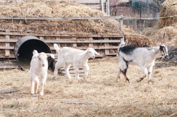 A mezőgazdasági összeírás nem ellenőrzés – így zajlik a két hónapig tartó agrárcenzus