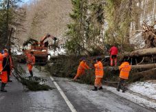 Fákat vágnak ki a Csíkszeredát Székelyudvarhellyel összekötő út mentén 