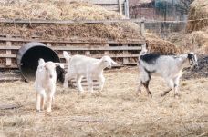 A mezőgazdasági összeírás nem ellenőrzés – így zajlik a két hónapig tartó agrárcenzus