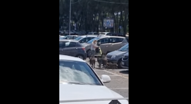 Vaddisznók vették el egy olasz nő bevásárlószatyrát