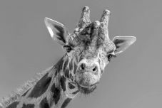 Elpusztult Európa legöregebb hím zsiráfja, Kimbar