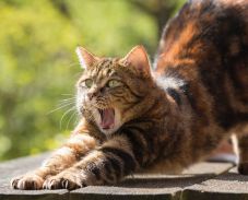 Fára költöztette családját egy kandúr: a kiscicák madárfészekben éltek