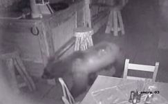 Medve tört-zúzott egy mikóújfalusi fogadóban (VIDEÓ)