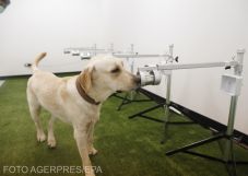 Kutyákkal szagoltatnák ki a fertőzötteket a repülőtereken Nagy-Britanniában