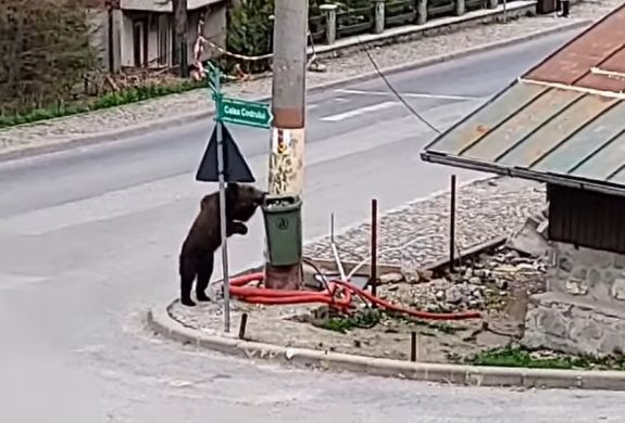 Fényes nappal ment be a medve kukázni a városba