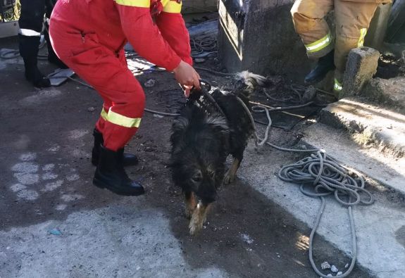 Kútba esett két kutya, de csak az egyiket tudták megmenteni a tűzoltók