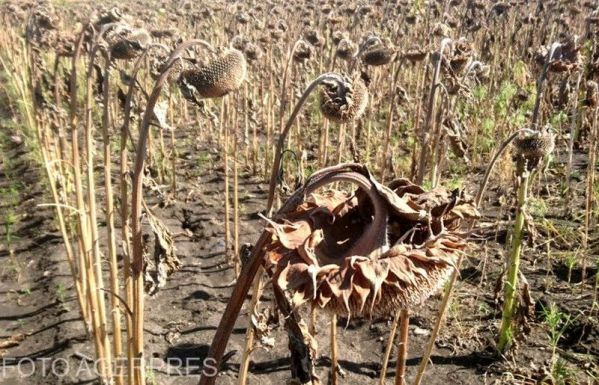 Háborognak a gazdák, mert kihagyták a költségvetés tervéből az aszálykárok kifizetését