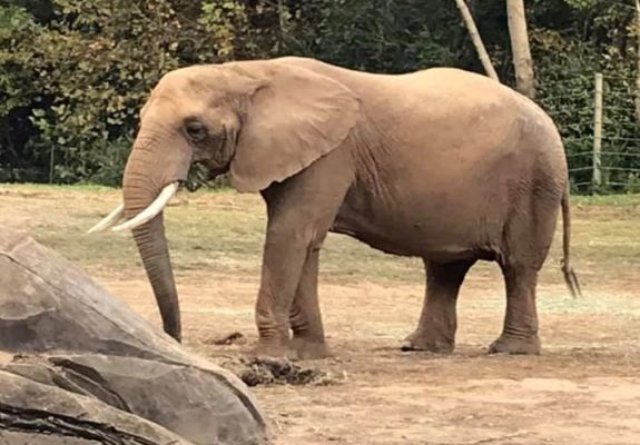 Bevitte a gyerekét az elefántok kifutójába