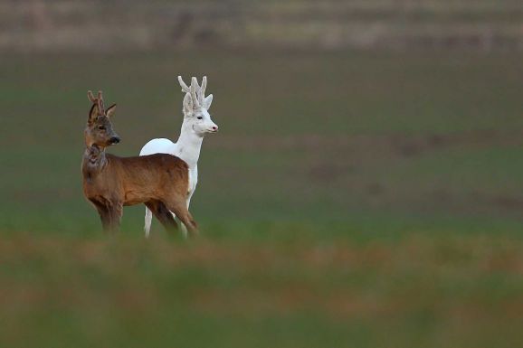 Fehér őzbakot fényképezett egy magyar fotós