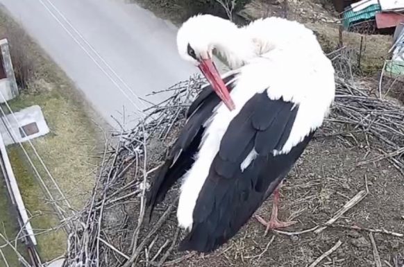 Leske tért haza elsőként a magyarfenesi gólyafészekbe