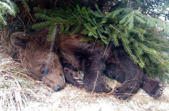 Elszállították a Gyergyószentmiklóson kukázó medvét