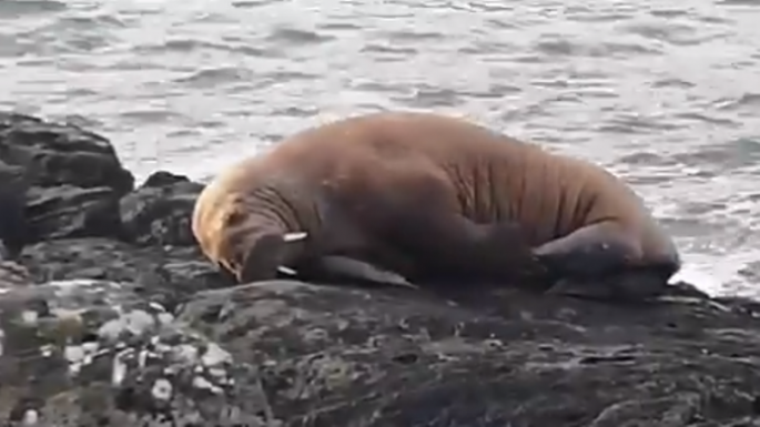 Ritka látvány: Walesig jutott egy rozmár a tengeren 