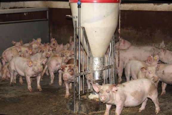 Így vészelik át a sertéspestis-járványt az állattartók – egy szilágyszegi gazdaságban jártunk