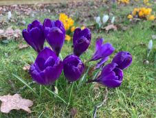 A lakásban és a kertben is nevelhetők tovább a nőnapra kapott cserepes virágok