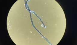 Nincs féreg a maszkokban – újabb rémhír terjed a közösségi médiában