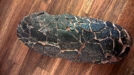 Fészkén és tojásain ülő dinoszaurusz maradványaira bukkantak Kínában