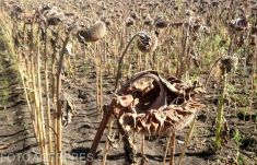 Háborognak a gazdák, mert kihagyták a költségvetés tervéből az aszálykárok kifizetését