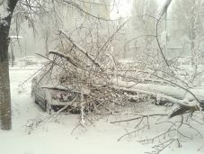 Útra zuhant fák miatt állt a forgalom Kovászna megye több térségében