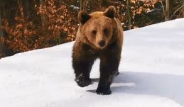 Visszavitték az erdőbe a Gyergyóditróban többször felbukkanó medvét