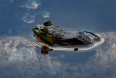 Segítsen a vízóraaknákban, pincékben rekedt békákon, kéri a Magyar Madártani és Természetvédelmi Egyesület