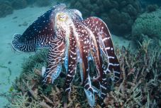 Tintahalak szerepeltek sikerrel egy olyan teszten, amin a gyerekek sorra elbuknak