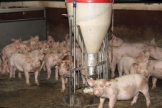 Így vészelik át a sertéspestis-járványt az állattartók – egy szilágyszegi gazdaságban jártunk