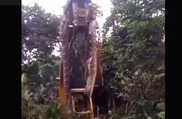 Daruval emelték ki az őserdőből a hatalmas kígyót