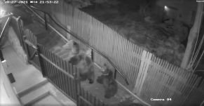 Rácsapta a kertkaput a medve orrára egy fiatal nő Sinaián