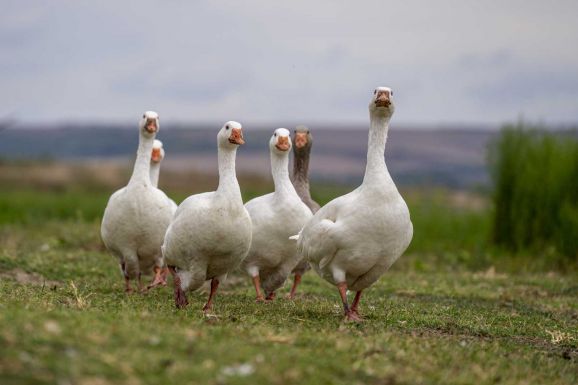 Osztályközösséget és libasereget nevelget  – libapásztor tanítónővel beszélgettünk Márton-napon