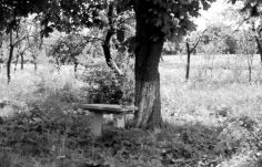 Felújítják Ady kőasztalát és emlékhelyet építenének a költőnek Szilágylompérton 