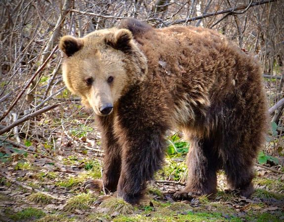 Rezervátumba szállították a brassói városháza által elfogatott medvéket