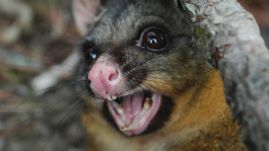 Oposszum ejtett túszul otthonában egy új-zélandi nőt