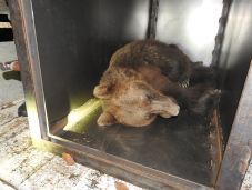 Egy anyamedvét és két bocsot fogtak be és szállítottak el Szovátáról