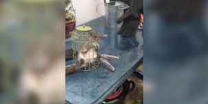 Madáretetőbe szorult a mókus, miután degeszre tömte a pocakját magvakkal