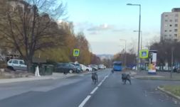 Vaddisznók rohangáltak Budapesten egy forgalmas úton