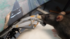 Patkányokat tanított meg videojátékozni egy magyar kutató