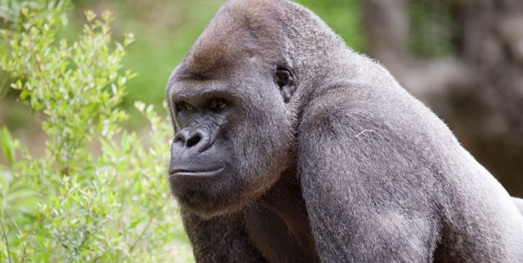 Az európai állatkertek hím gorillákat akarnak leölni