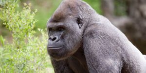 Az európai állatkertek hím gorillákat akarnak leölni