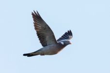 Felfüggesztették több mint kéttucat madárfaj vadászhatóságát