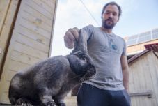 Székely a nyúl, a baromfi, a kutya és a juh – új állatfajtákat tenyészt a „genetikaszerelmes” gazda