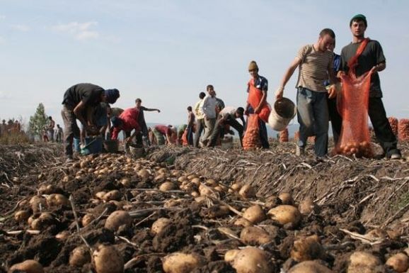 Közel 8 kilós krumpli nőtt egy gazda kertjében