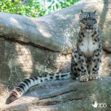 Három hópárduc pusztult el koronavírus-fertőzésben