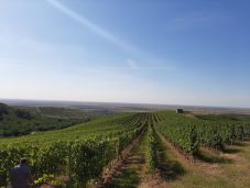 Borászok öröme: az elmúlt évtizedek legjobb minőségű szőlőtermését takarították be